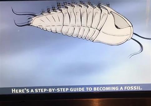 Schritt für Schritt: Wie werde ich ein Fossil?
