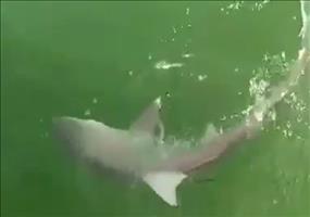 Hai an der Angel und dann das!