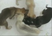 Hunde drehen beim fressen ihre Runde