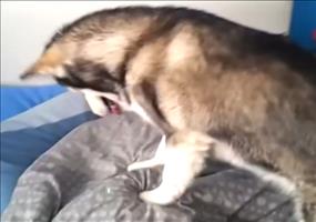 Vom Hund zärtlich geweckt werden