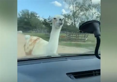 Wenn das Lama schon die Spucke sammelt