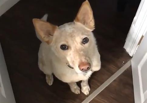 Ganz subtiler Hinweis zum Gassigehen