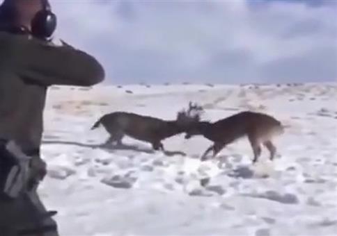 Lebensrettender Schuss