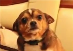 Dramatisch trauriges Hundegesicht