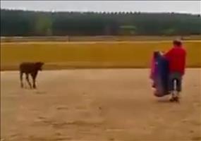 Hobby Torero VS Junger Stier