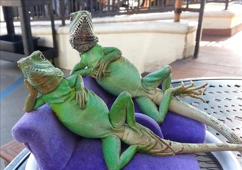 Entspannte Eidechsen.