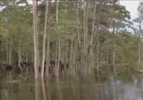 Hier werden gleich ne Menge Bäume verschluckt.