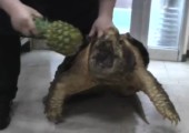 Schildkröte beißt in Ananas