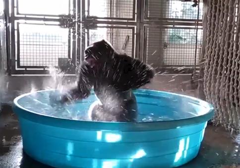 Gorilla hat Spaß beim Baden