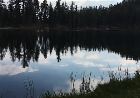 Insekten auf dem See reagieren auf Lärm