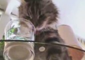 Katze macht komische Geräusche beim Essen