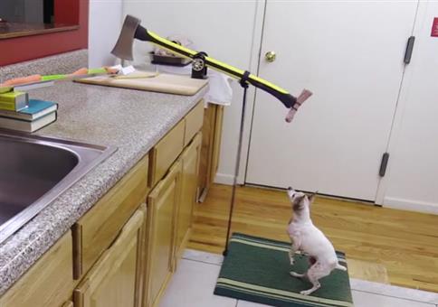 Hund schneidet Gemüse mit Axt