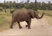 Elefantenherde mit Babyelefant