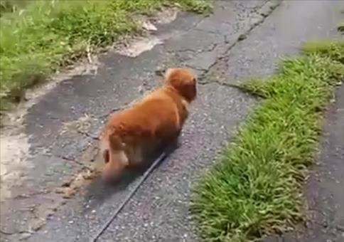 Herzanfall beim Gassi gehen simulieren