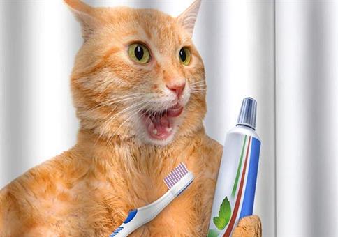 Nicht nur für Katzenfans