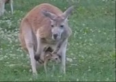 Baby Kängeruh erforscht zum ersten Mal festen Boden