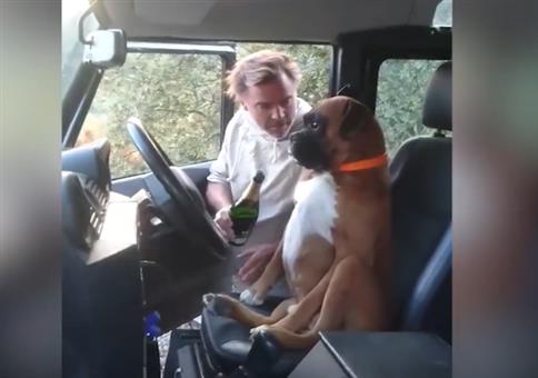 Hund will Auto fahren und erhält ne Standpauke