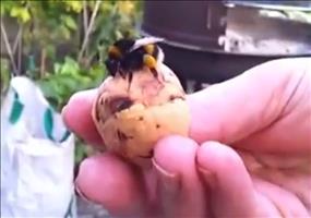 High-Five mit einer Hummel