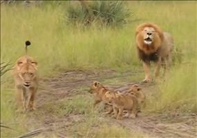 Brüllende Löwenfamilie
