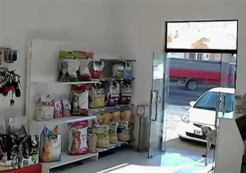 Hund im Tierfutterladen