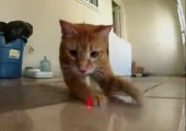 Katzen vs. Laser - Epic Version
