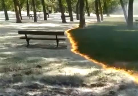 Wenn auf der Wiese die Pappelwolle abfackelt