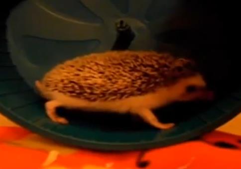 Sonic im beschissenen Laufrad