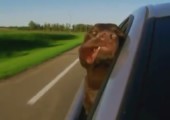 Hund schaut beim Autofahren aus dem Fenster