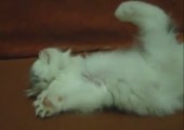Bequeme Schlafposition einer Katze