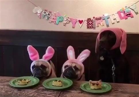 Verfressener Hundegeburtstag