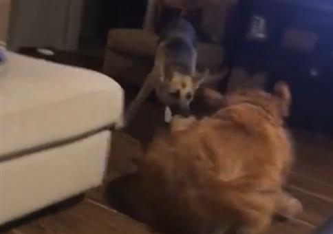 Wenn der eine Hund den anderen nach draußen schleift