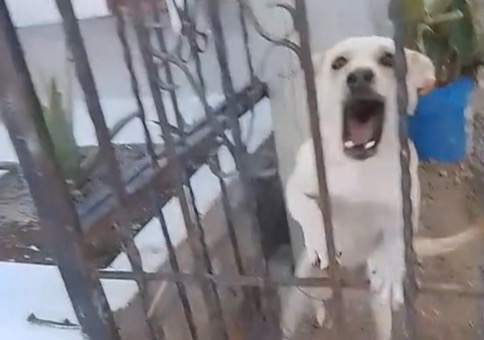Hund hinter Gittern