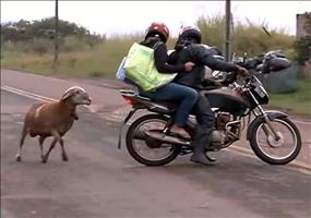 Terrorschaf macht die Nachbarschaft unsicher