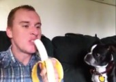 Mit dem Hund die Banane teilen