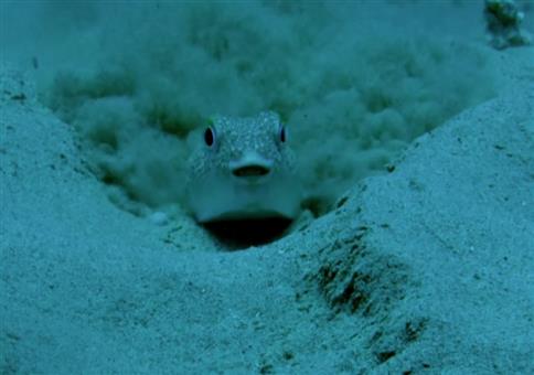 Der japanische Kugelfisch: Ein echter Unterwasserkünstler