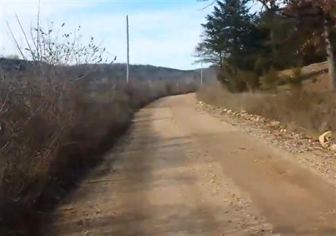 Unerwartete Trainingspartner beim Joggen