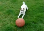 Hund holt Basketball