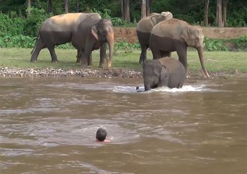 Elefanten Rettungsschwimmer