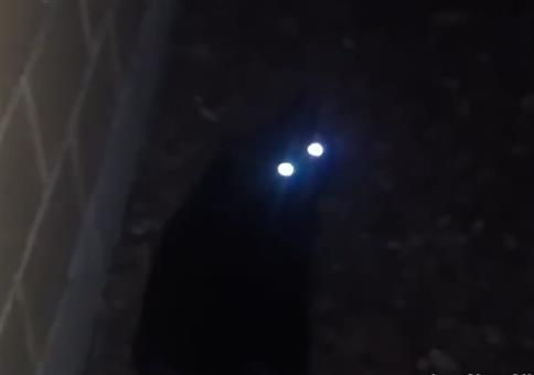 Katzenaugen im Dunkeln