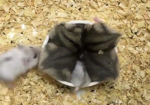 6 Hamster auf einmal füttern