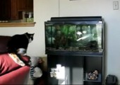 Katze vs. Aquarium