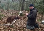 Hund balanciert auf Slackline
