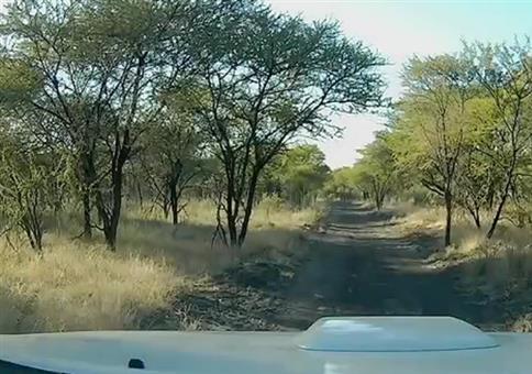 Antilopen Versicherungsbetrug