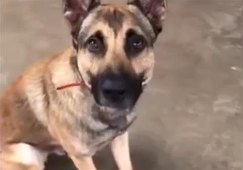 Assistenzhund falsch im Job