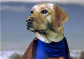 Auch Helden brauchen manchmal Hilfe. Jetzt Max helfen!