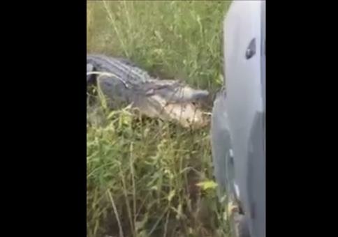 Alligator vs Jeep
