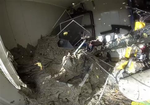 Riesiges Hornissennest um Schuppen entfernen