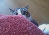 Schockierte Katze