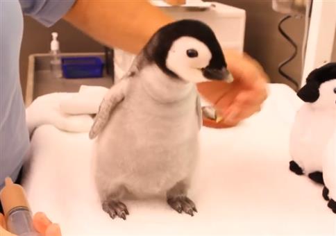 Ein 2 Monate alter Kaiserpinguin wird gefüttert