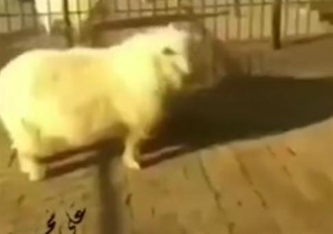 Das Kampfsport-Schaf